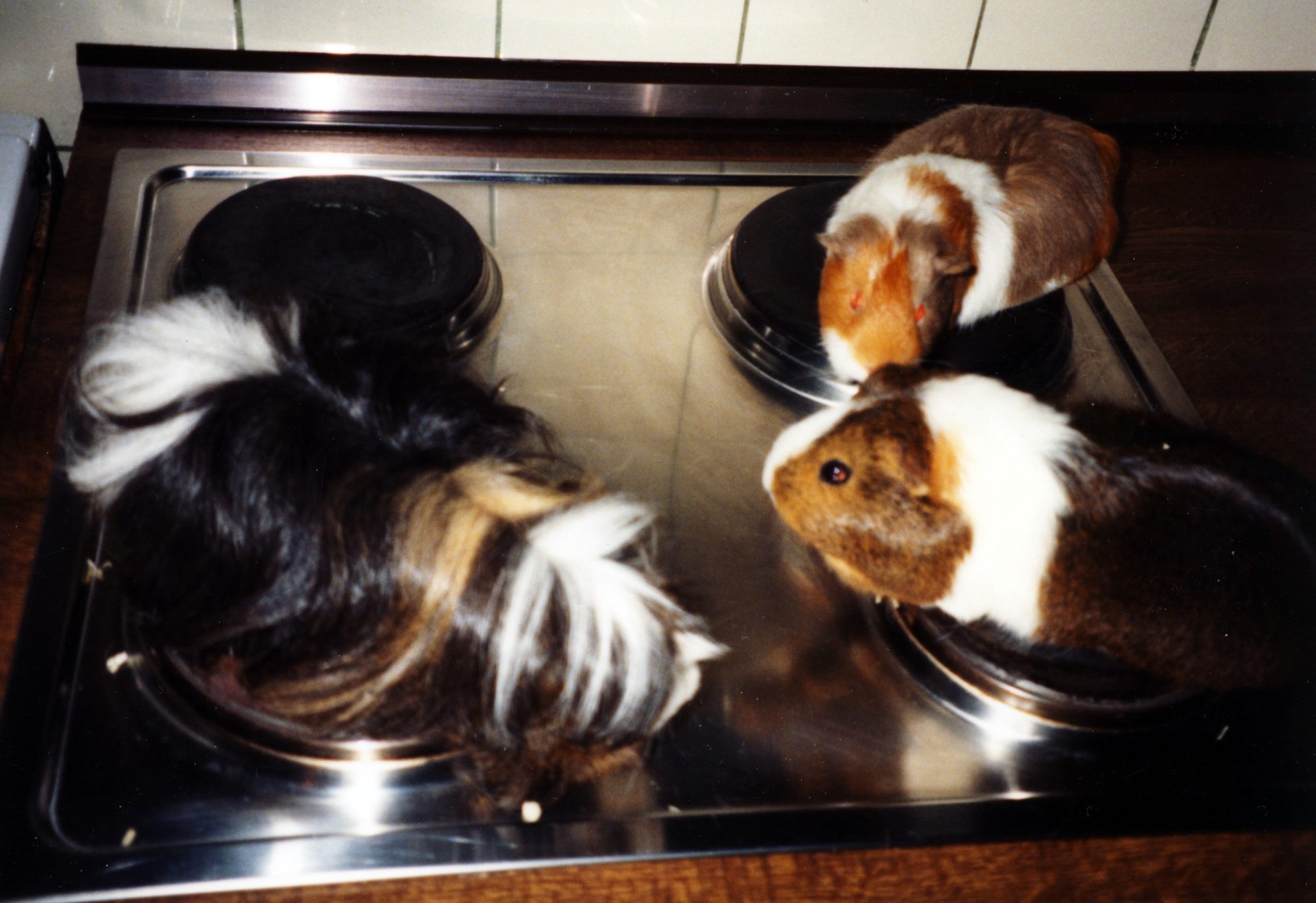 Meine Meerschweinchen 1991. Das linke habe ich von meiner Oma bekommen, ca. zwei Wochen später waren es drei. Alien, Elvis und Mary.