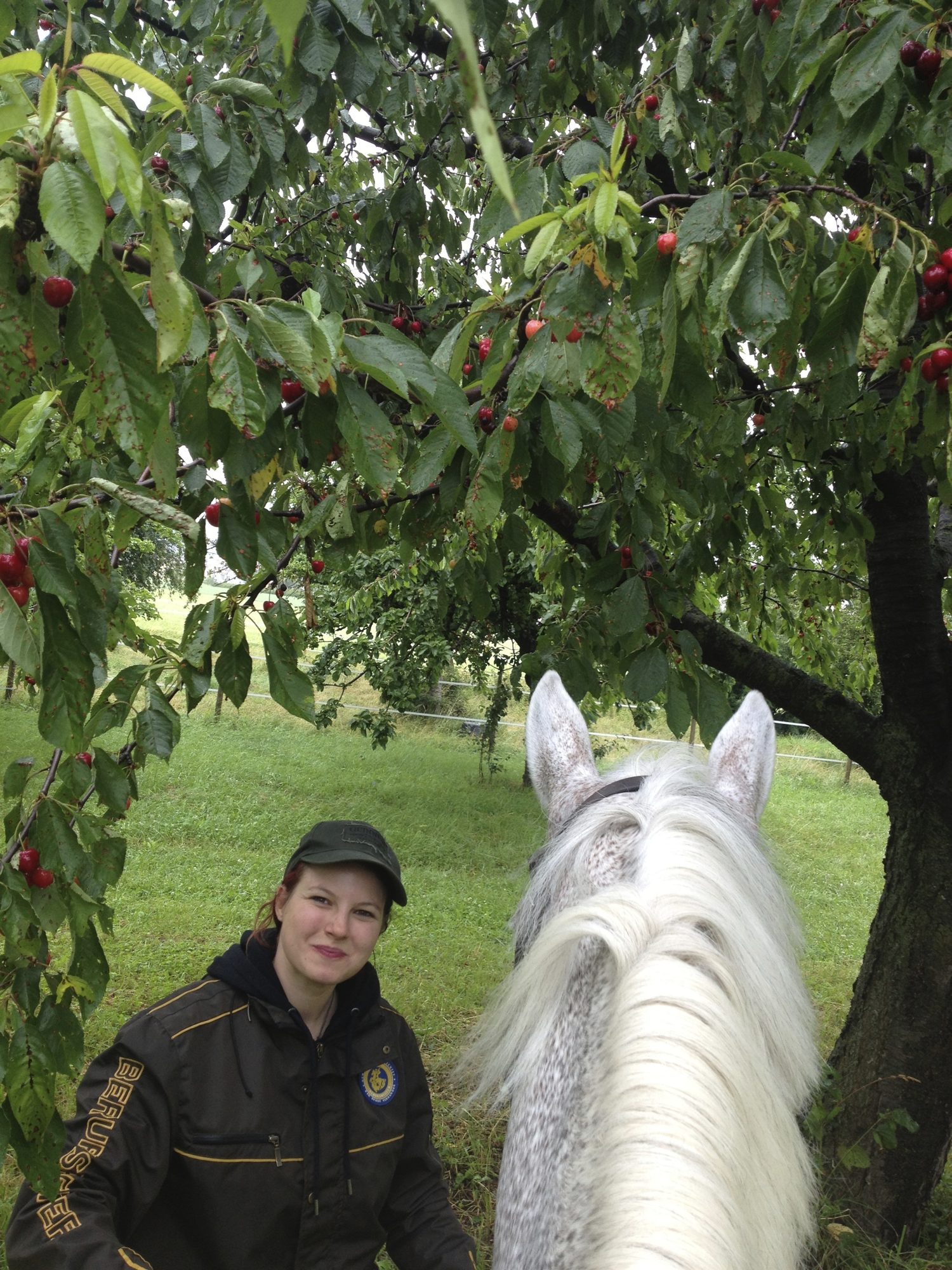 Auf einem Pferd hat man die ideale Höhe für die guten Kirschen!