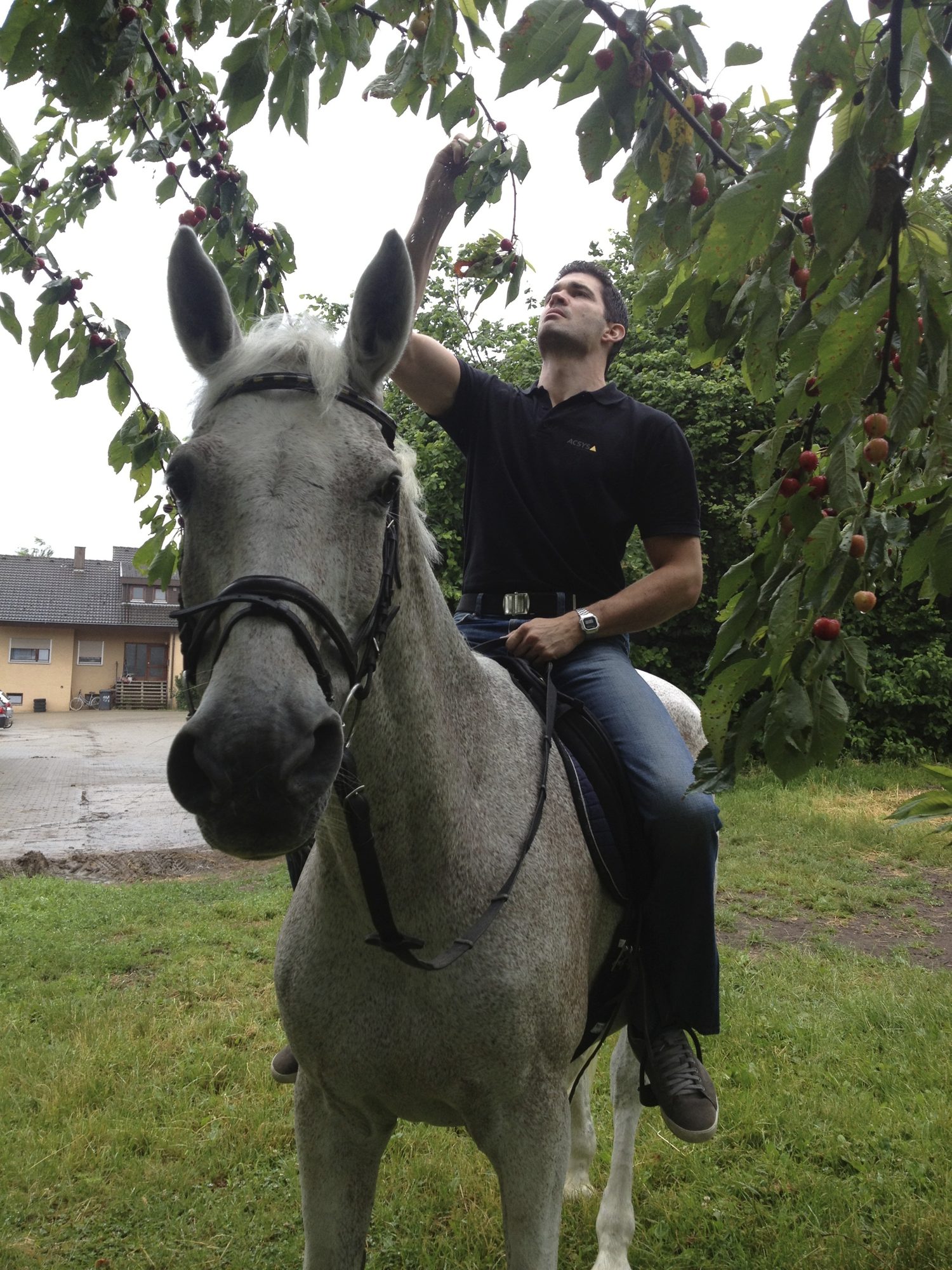 Auf einem Pferd hat man die ideale Höhe für die guten Kirschen!