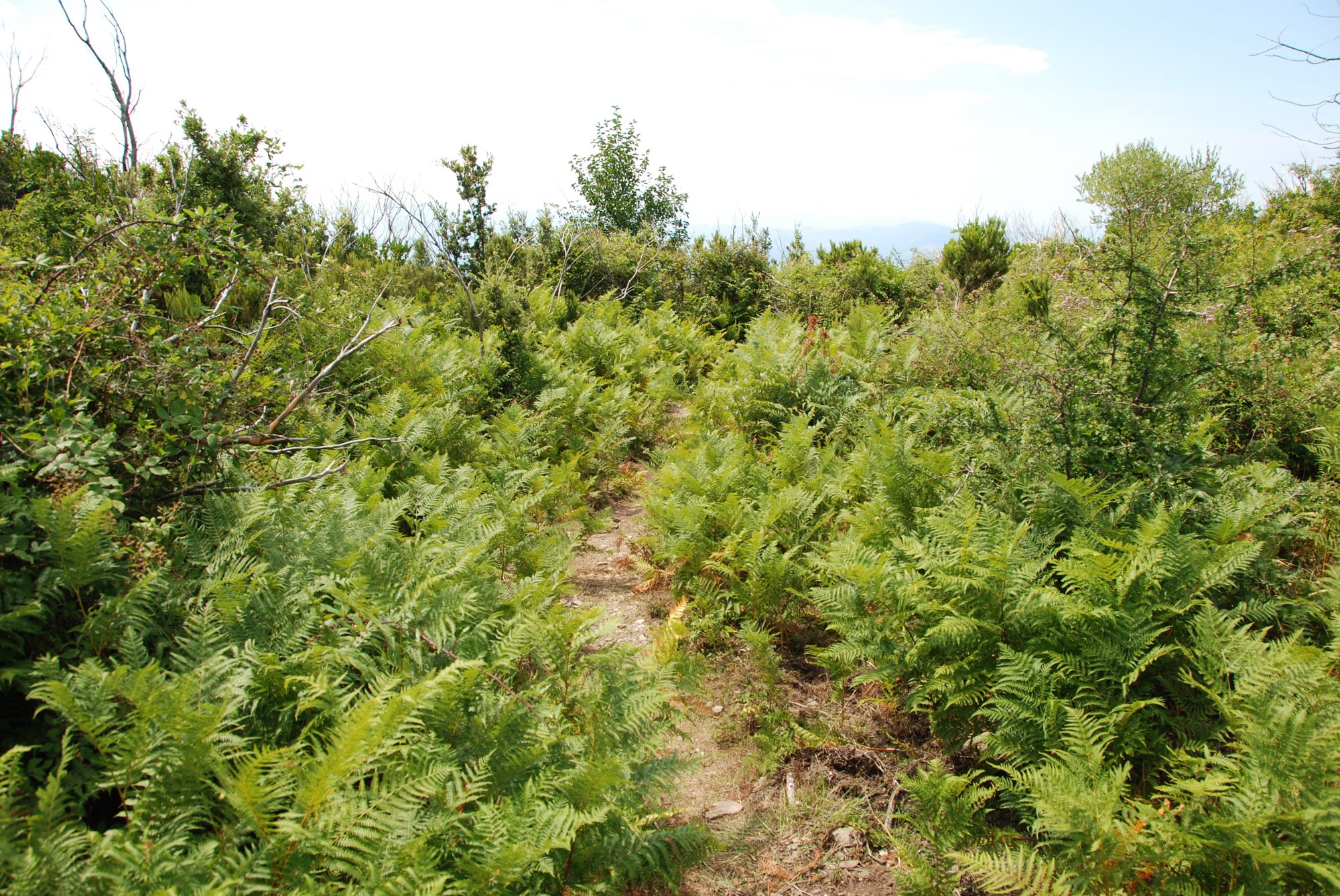 Korsika - Das Land der Macchia