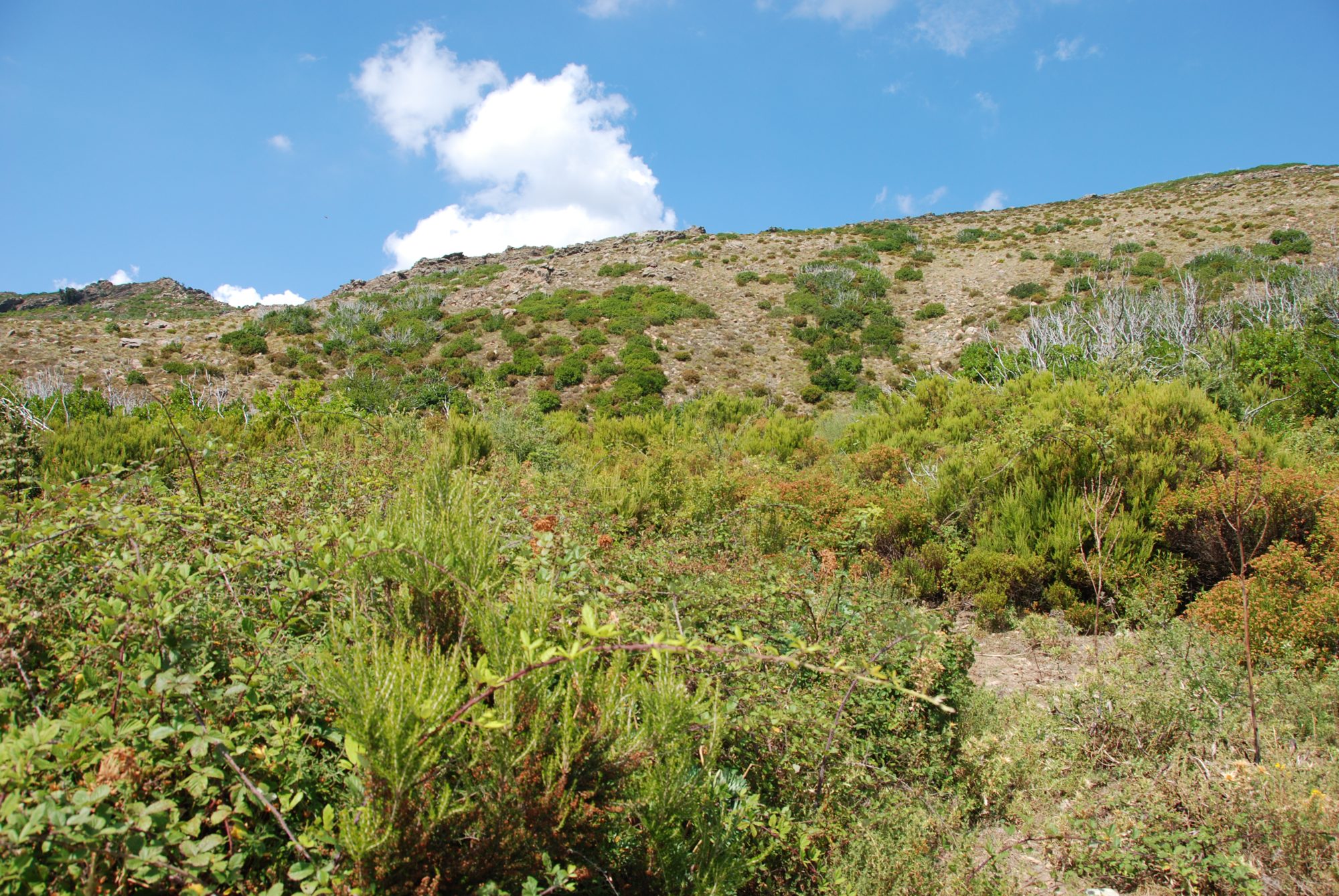 Dornige Abkürzungen durch die Macchia sind nicht zu empfehlen!
