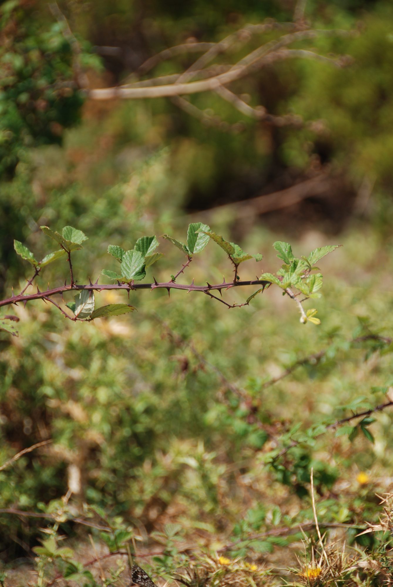 Dornige Abkürzungen durch die Macchia sind nicht zu empfehlen!